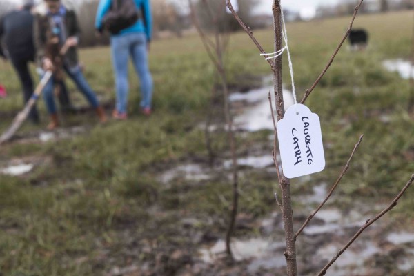 WSXX plant een bos