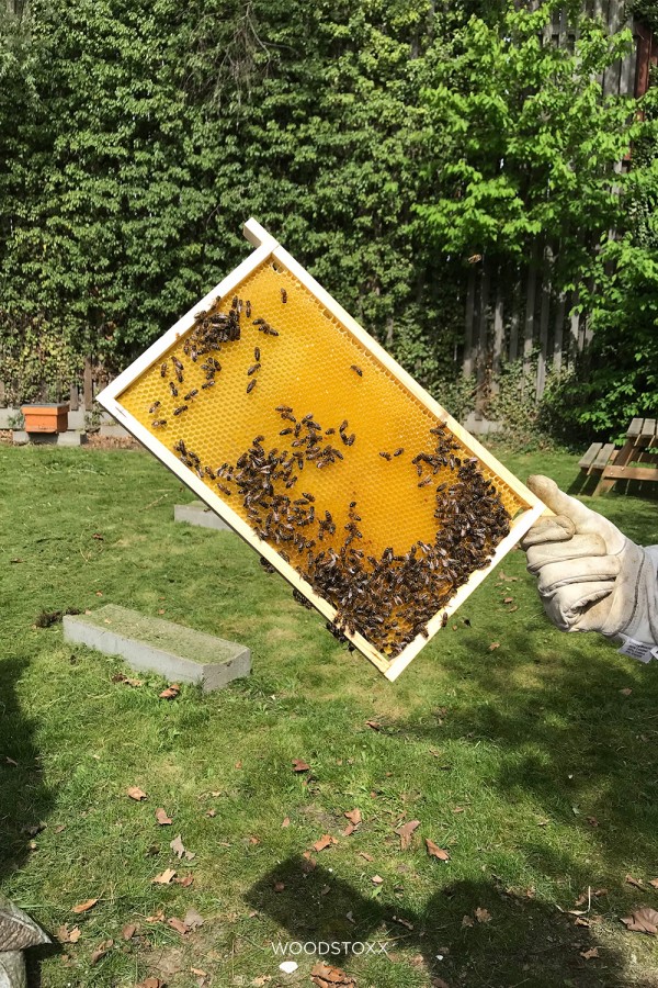 Honeybeez 5